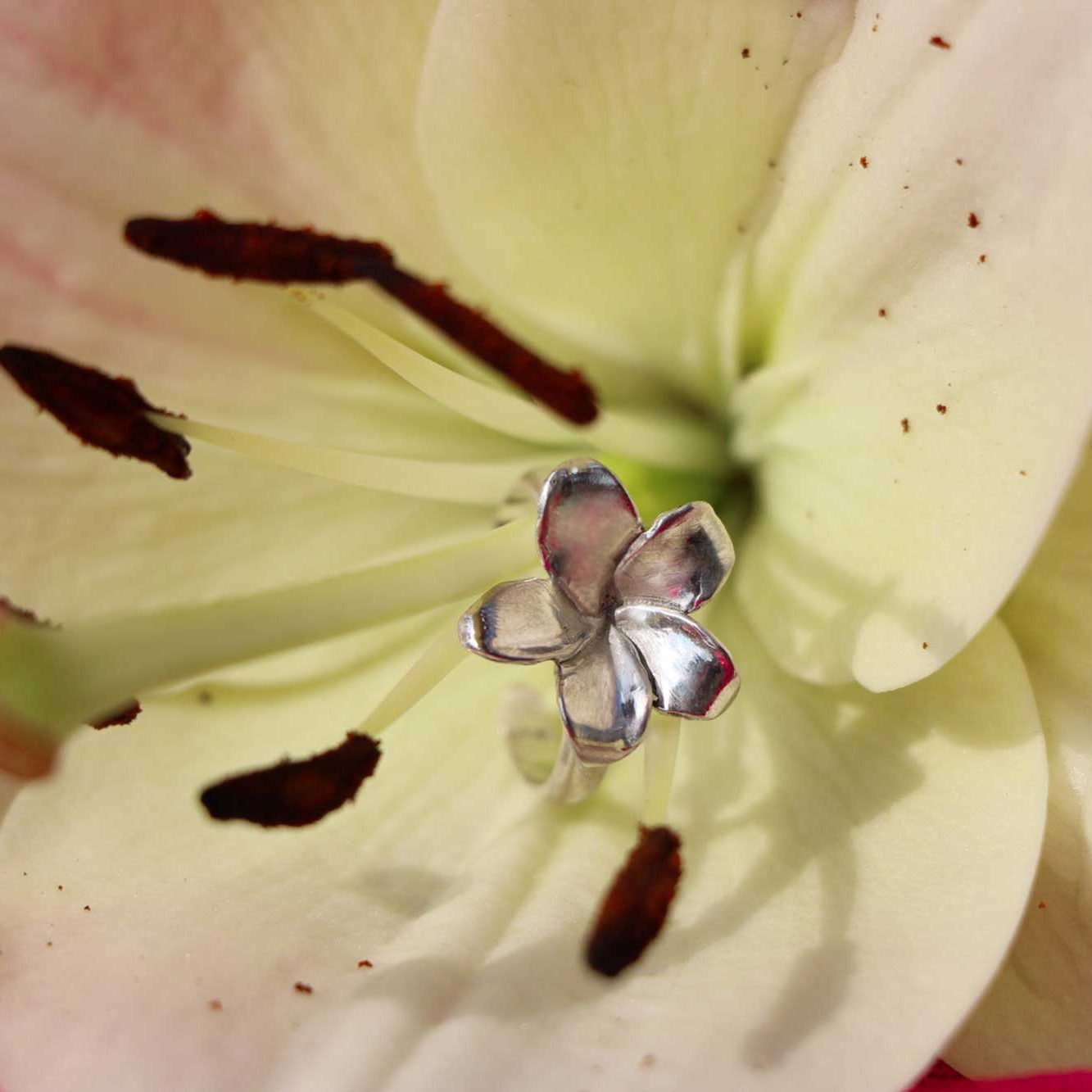 Fotografía de Joyeria en una flor